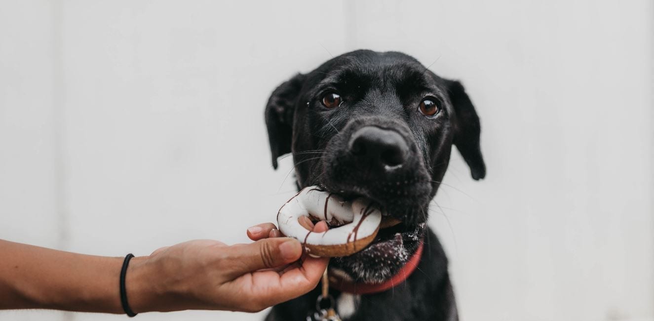 Dog Eating Donut Dog eating a donut
