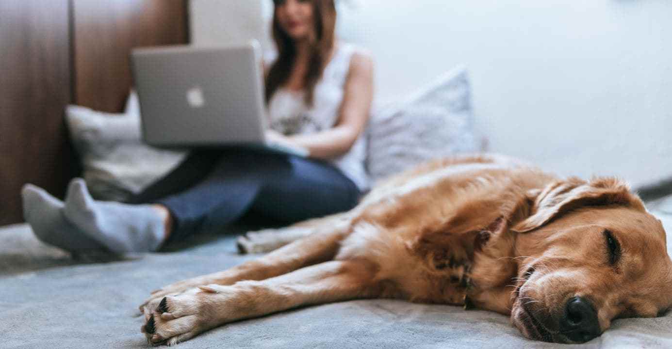 Dog Sleeping with Parent Dog sleeping with parent