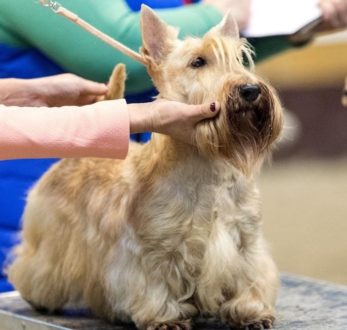 Purebred Sitting Purebred dog sitting for content