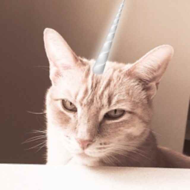Grumpy Caticorn Grumpy Caticorn getting a unicorn horn