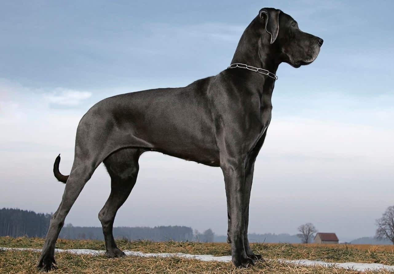 Big breed Big breed looking away