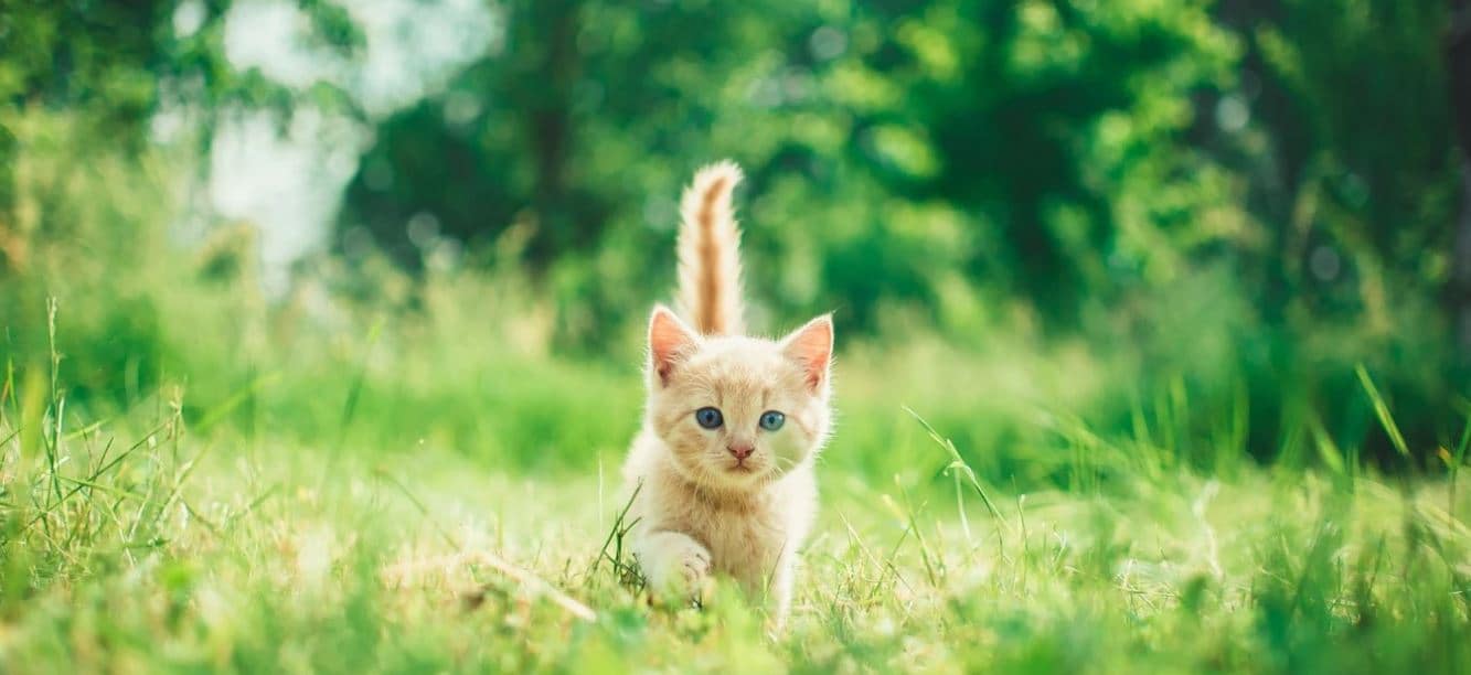 Cat Park Cat running the spring park