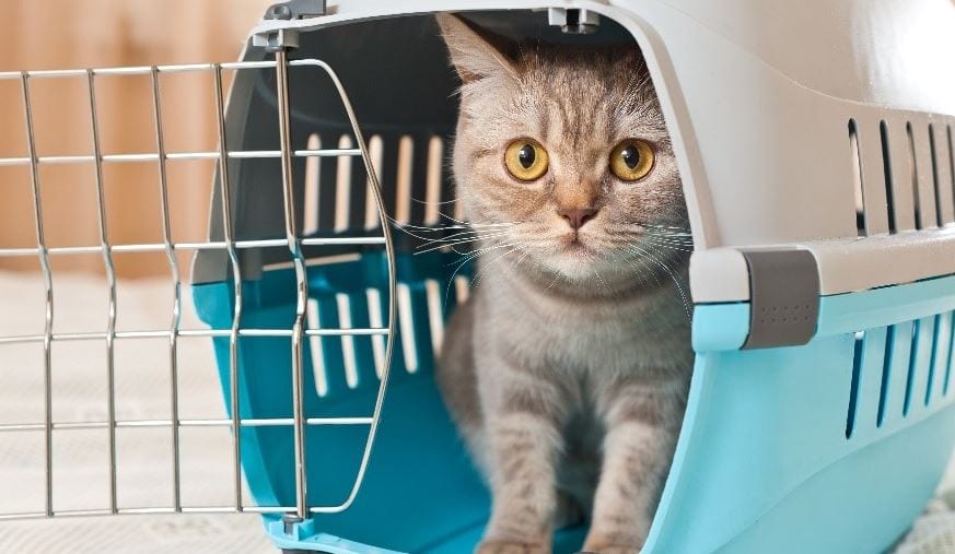 Cat Visit Cat visit vet