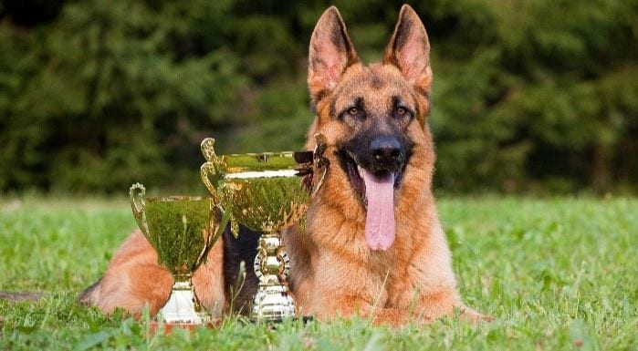 Awarded Military Dog Awarded military dog