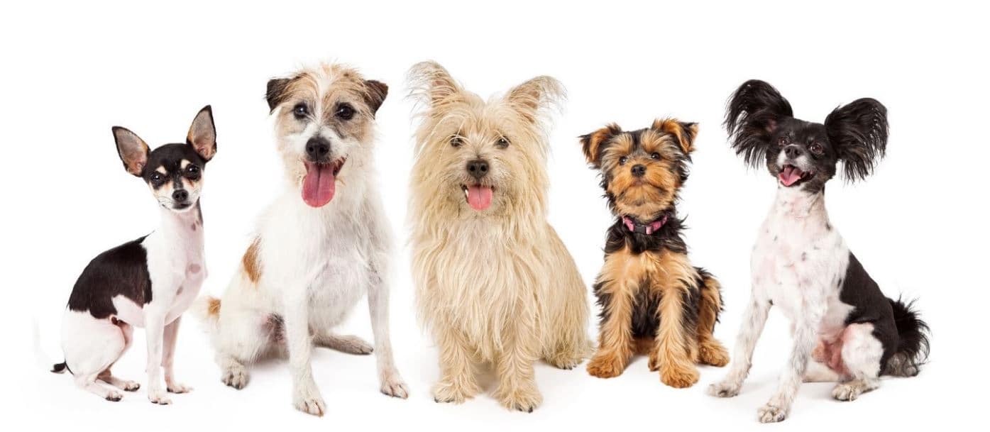 Different breeds of Dogs Different breeds in white background