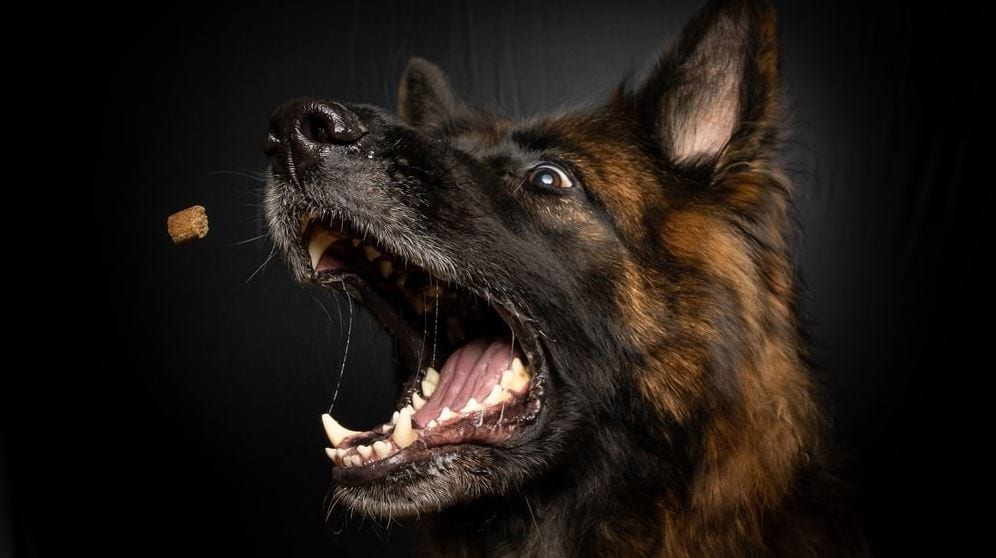 Dog Food Dog food with dog