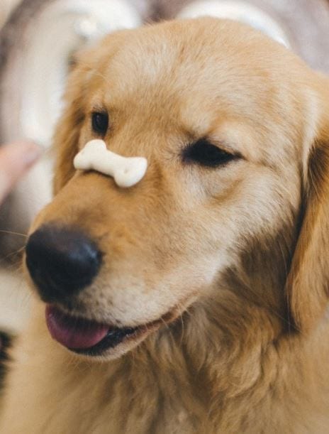 Dog Treat Treat on dog's nose