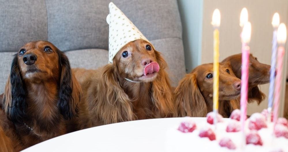 Dogs and Cake Dogs celebrate their birthdays