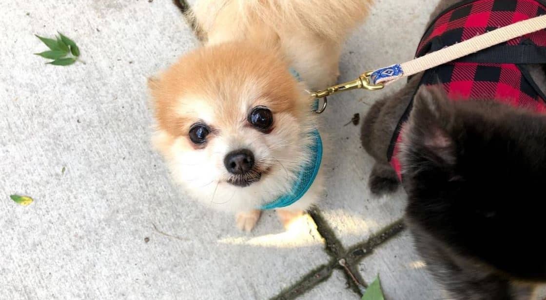 Dog Social Dogs socializing at park