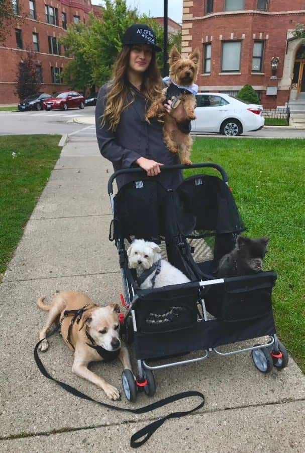 Walking with foster dogs