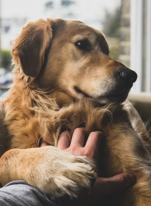 Golden Retriever Woman petting Golden Retriever