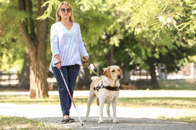 Guide Dog Park Guide dog and blind lady at park