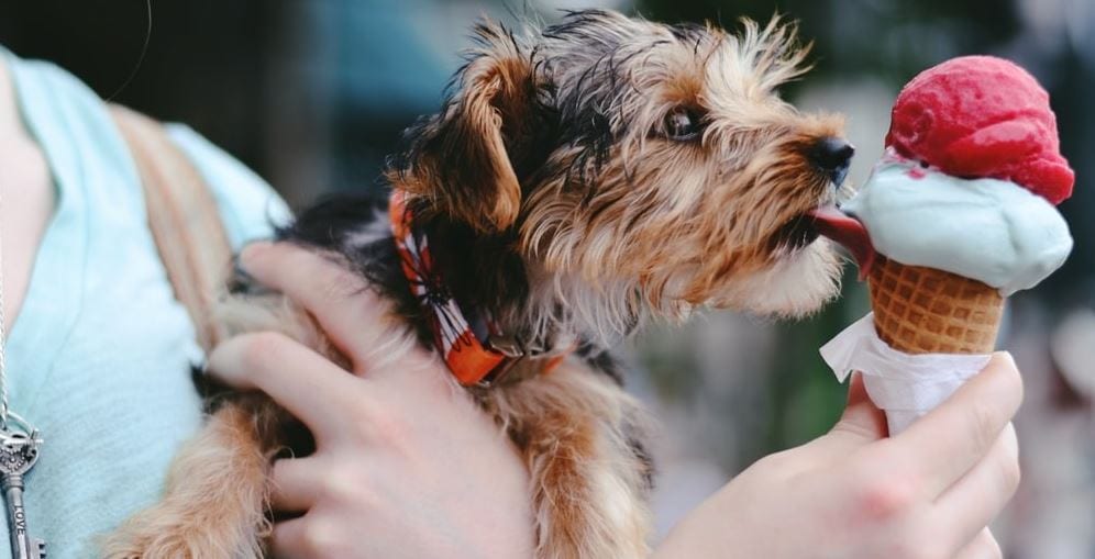 Ice Cream Dog Dog licking ice cream