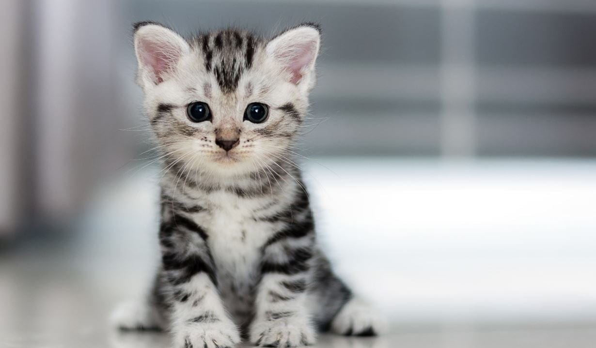 Kitty Hallway Kitty sitting on hallway
