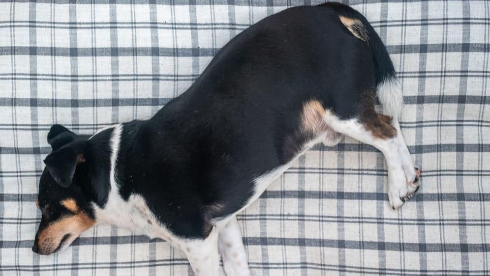 Obese Dog Asleep Obese dog sleeping on the floor