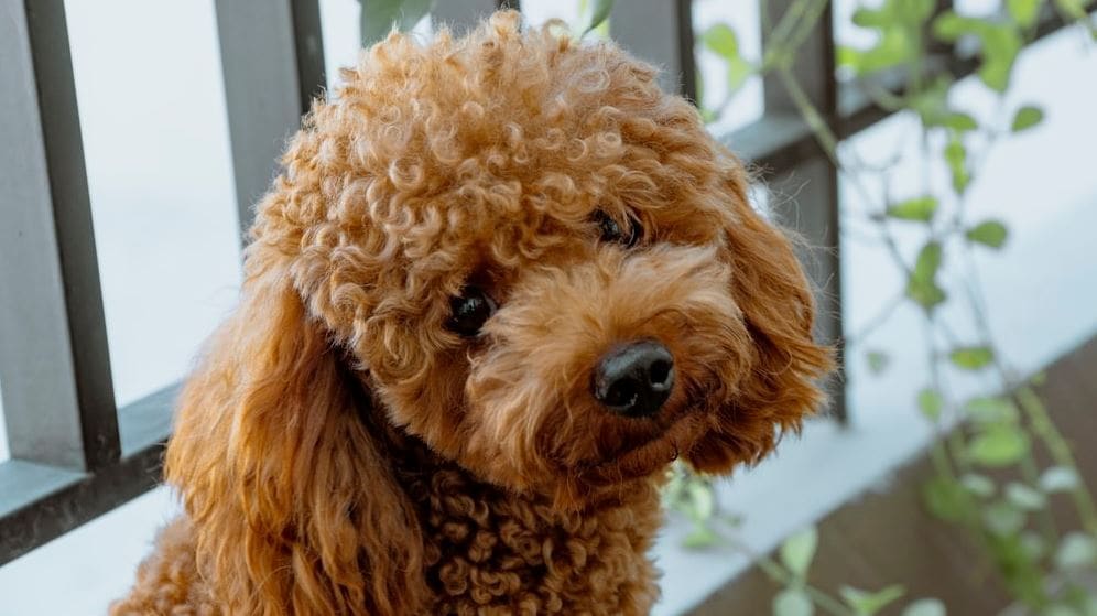 Brown Poodle Brown poodle looks at camera