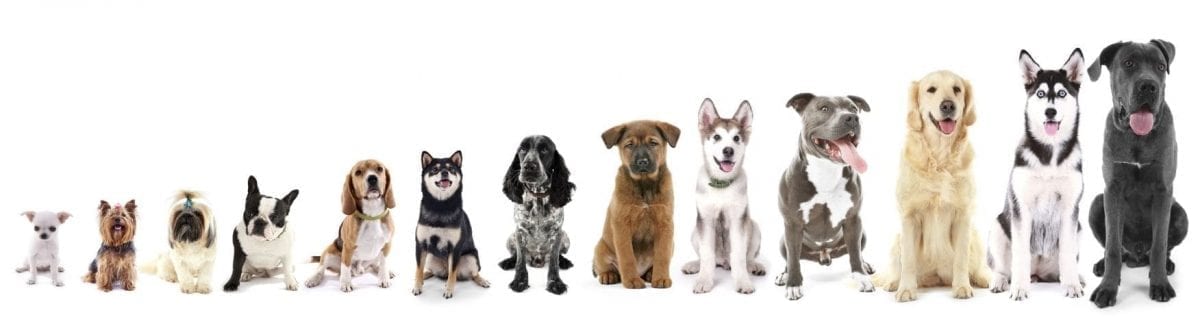 Best breed for you Finding the Best Dog Breed for You article from Prudent Pet