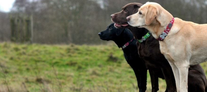 Three Dogs Three dogs look away