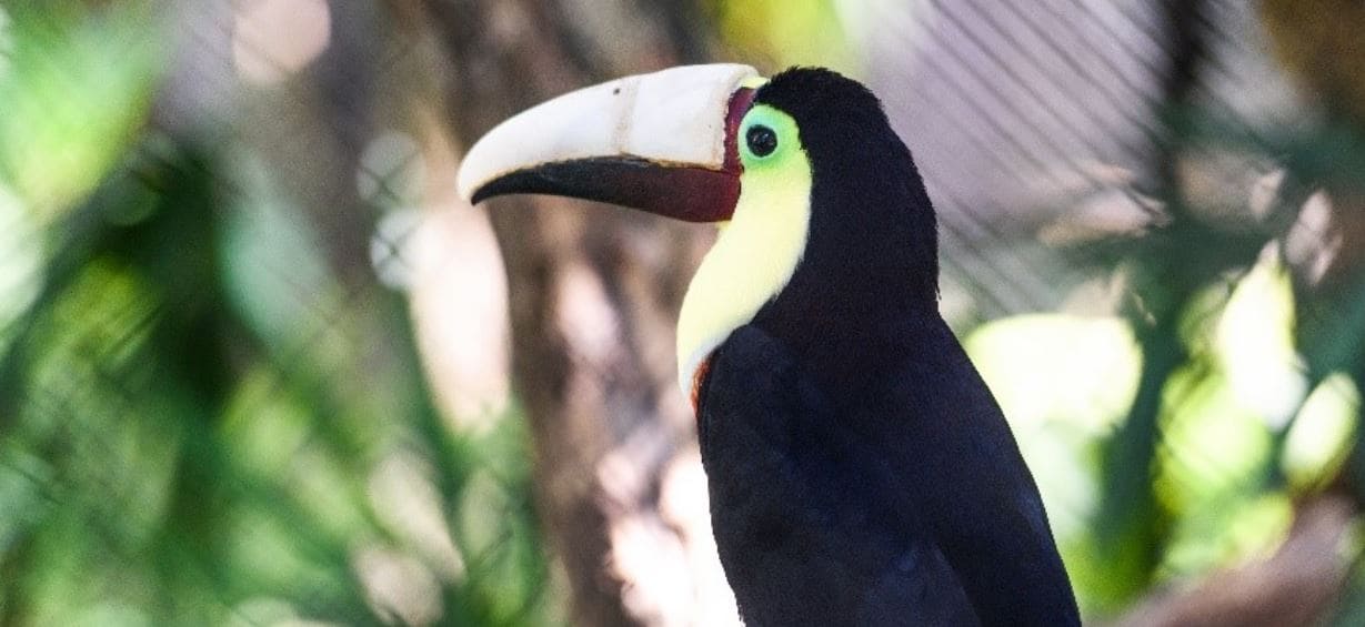 3D Bird A bird wearing 3D beak