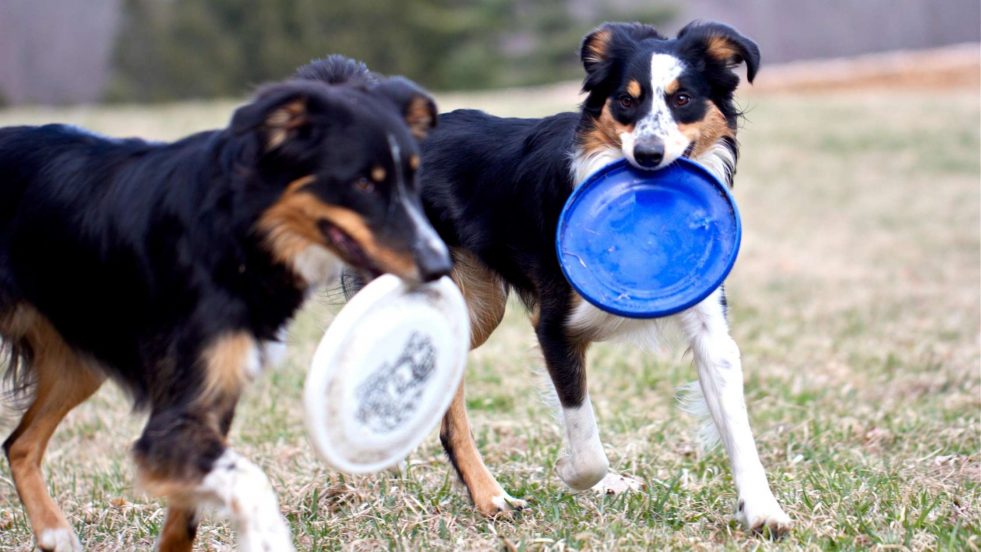 two dogs with frisbees