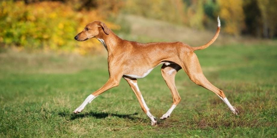Azawakh 5th most expensive dog breed: Azawakh