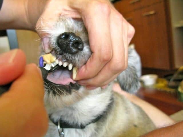 Dog Brush Dog having tooth brushing