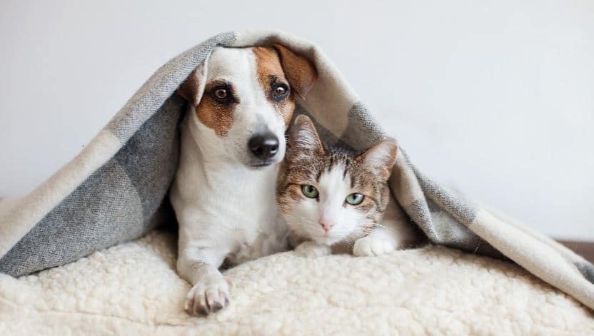 Dog Cat Blanket Dog and cat put their bodies in blanket