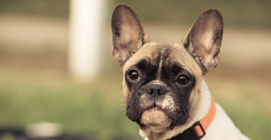 Keep Dog Collar Keep dog collar at dog park