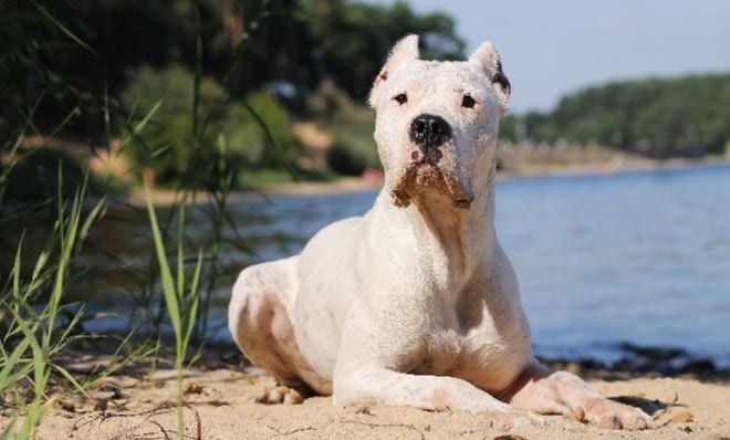 Calm Dogo Argentino dogo argentino laying down