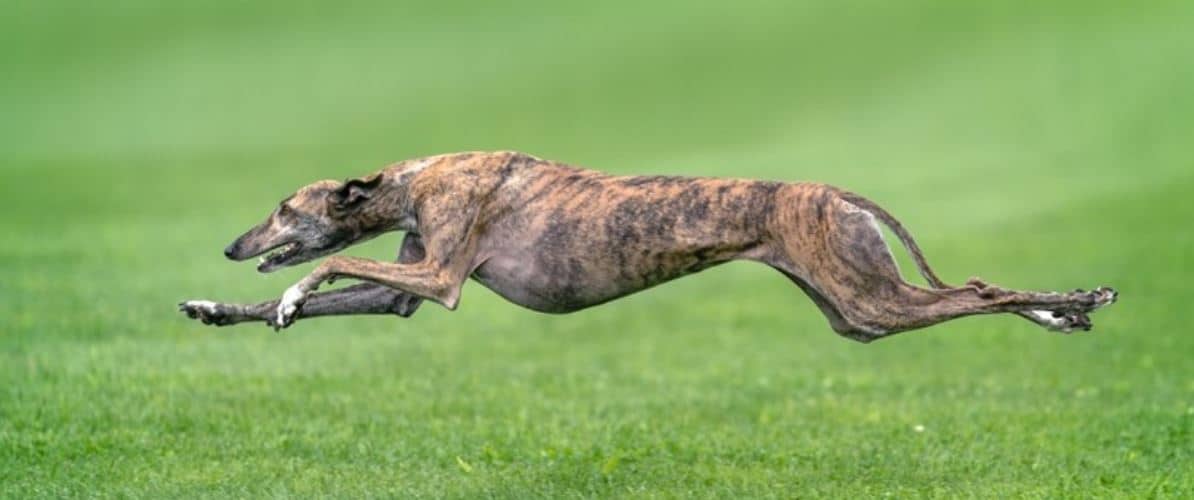 Greyhound Runs Greyhounds running on glass land