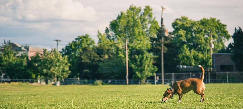 Dog Walks in Park Dog walks in a heat park