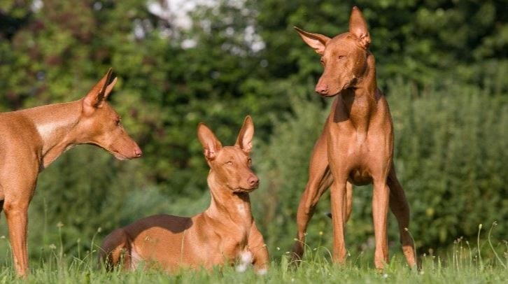 Pack of Pharaoh Hounds pharaoh hounds together