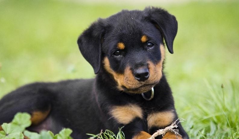 Rottweiler 6th most expensive dog breed: Rottweiler