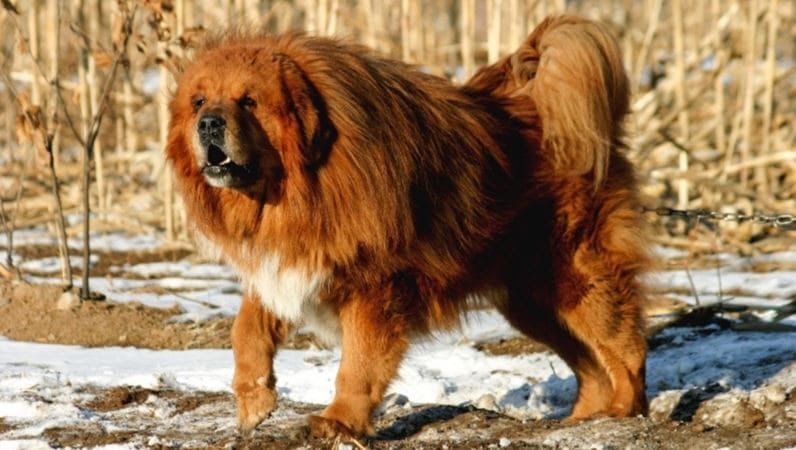 Tibetan Mastiff 4th most expensive dog breed: Tibetan Mastiff