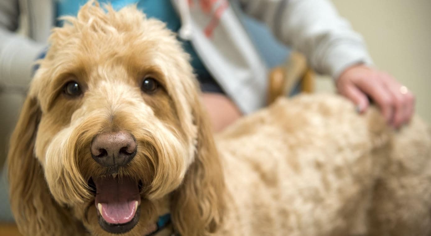 Vaccinations Dog Fluffy dog taking vaccinations at vet