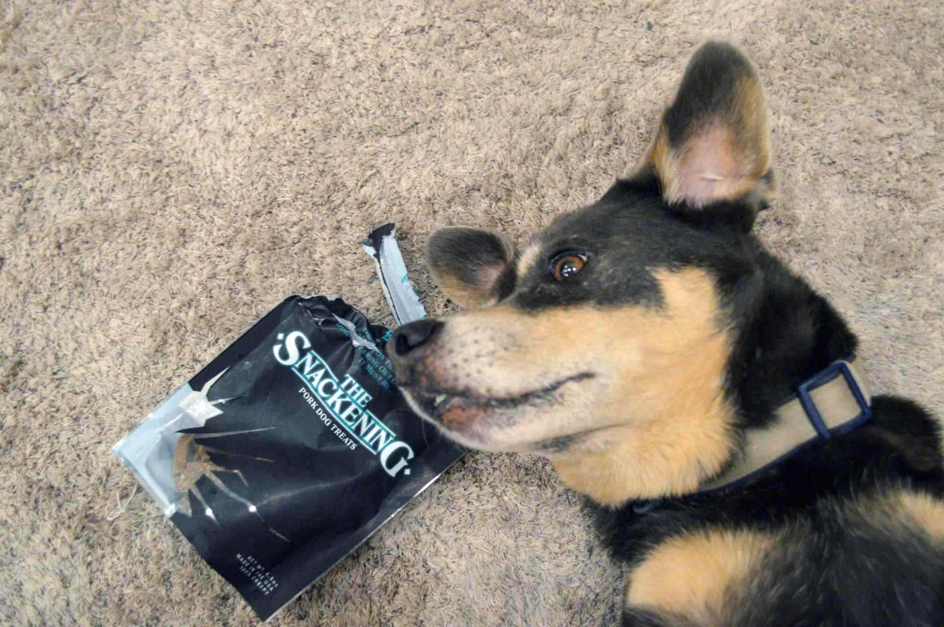 Walter Review Healthy Lamb Dog Treats from BarkBox Review