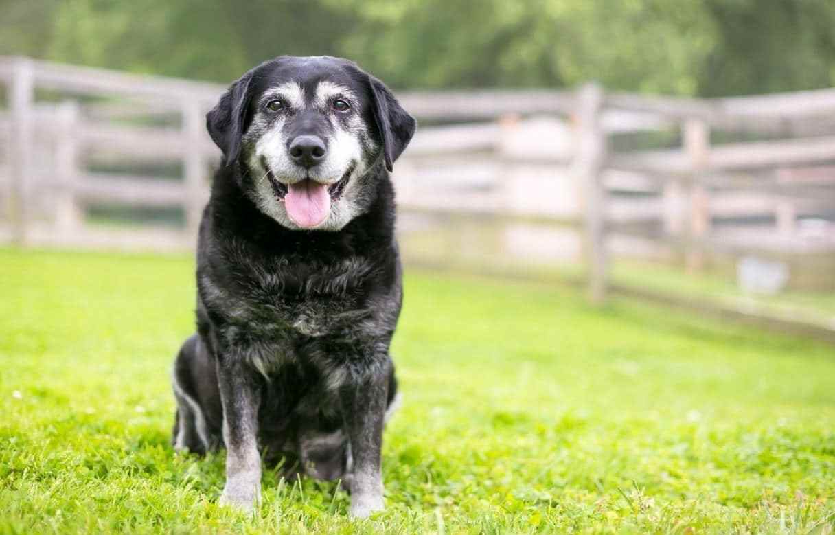 Dog Backyard How to participate adopt shelter dog month