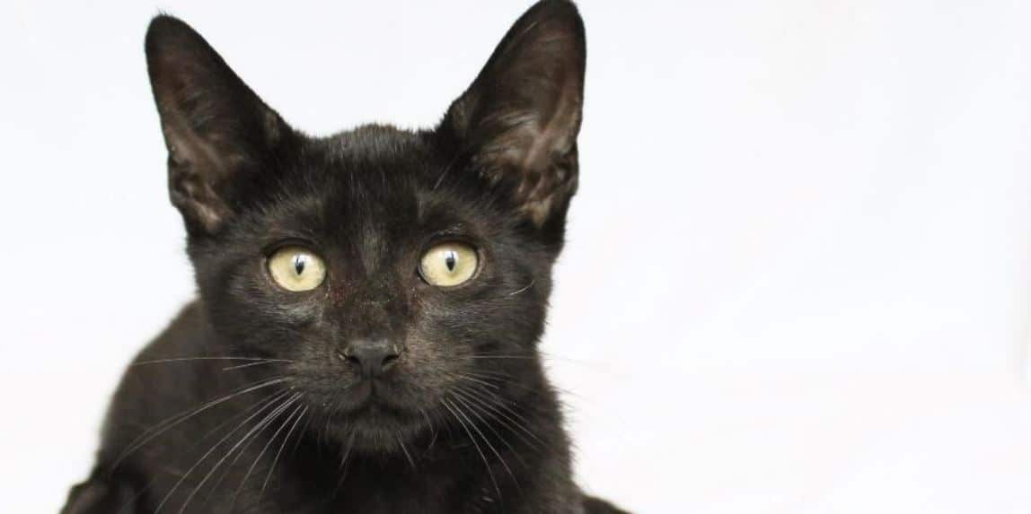 Black Cat Closeup Famous black cat close up