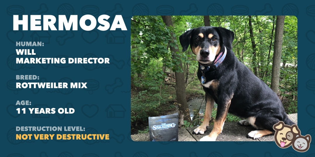 Hermosa Hermosa the dog info