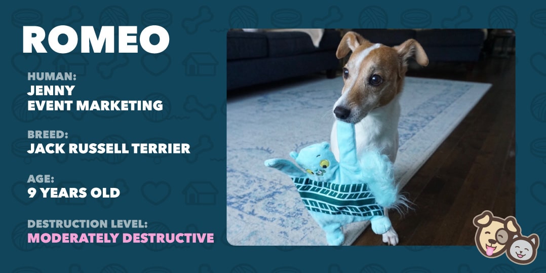 Romeo Romeo the dog info