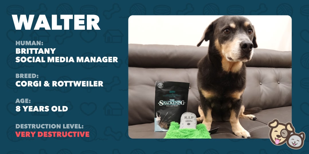 Walter Walter the dog info