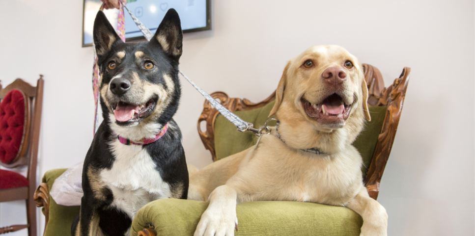 Bring Home Bring the dogs home