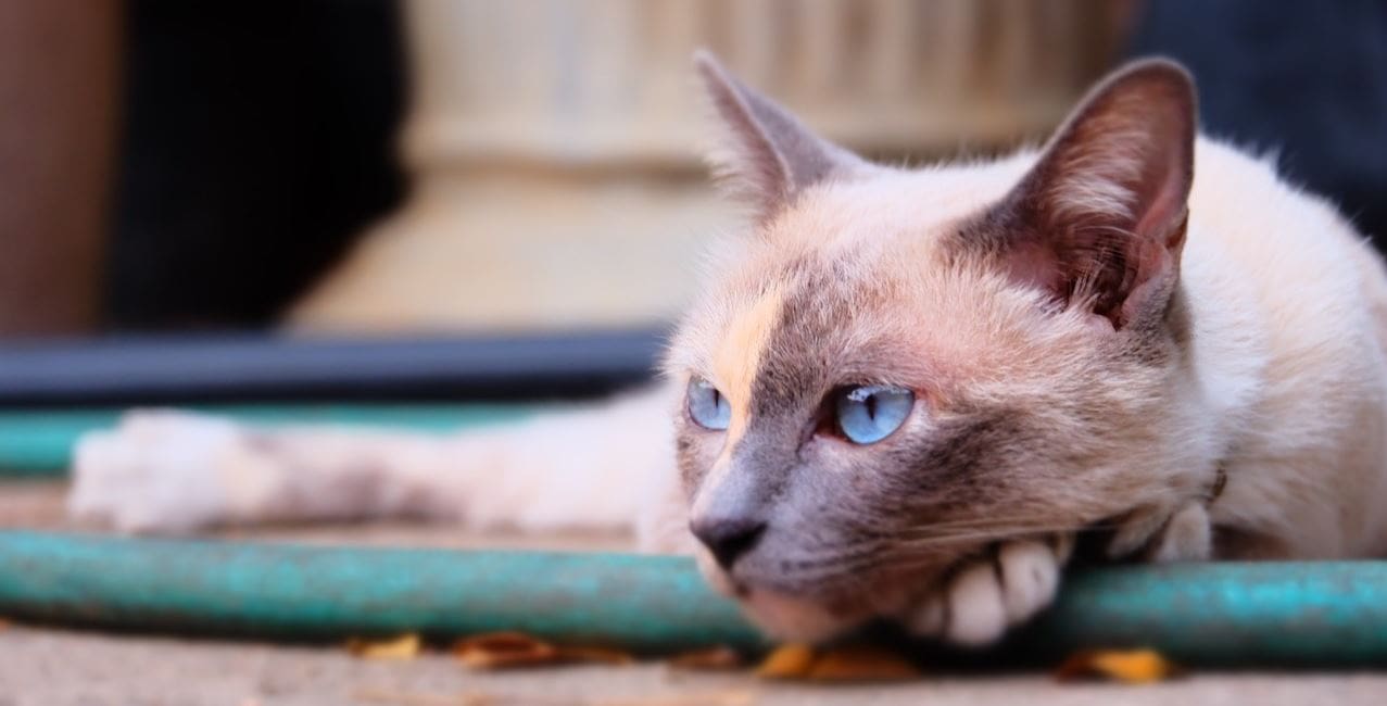 Cat Hose Cat lying on the hose outside