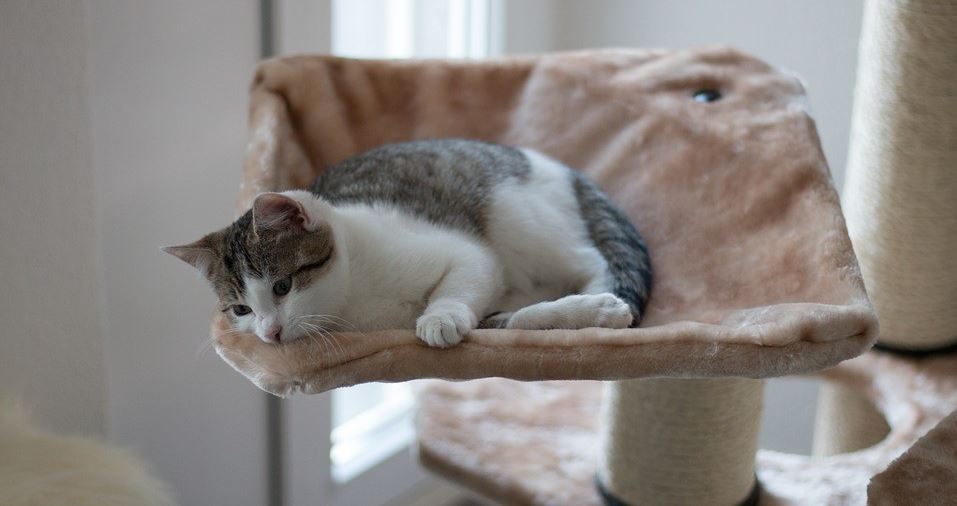 Cat Sofa Cat lies down on the cat sofa