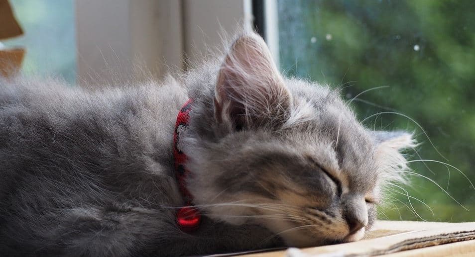 Cat Sun Cat taking sunbath