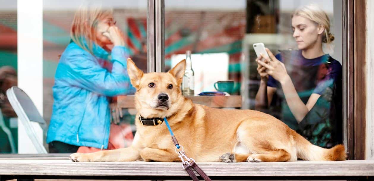 Dragging Leashes Meeting with dragging leashes