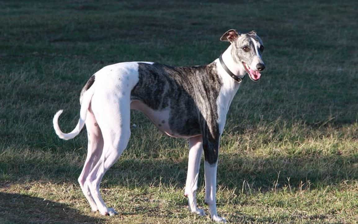 Famous Hounds Hounds represent famous characters in pop culture