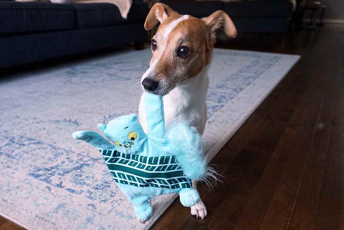 Romeo Review Review of BarkBox Plush Toys