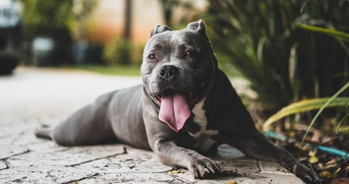Pit Bull Garden Pit Bull lies on garden