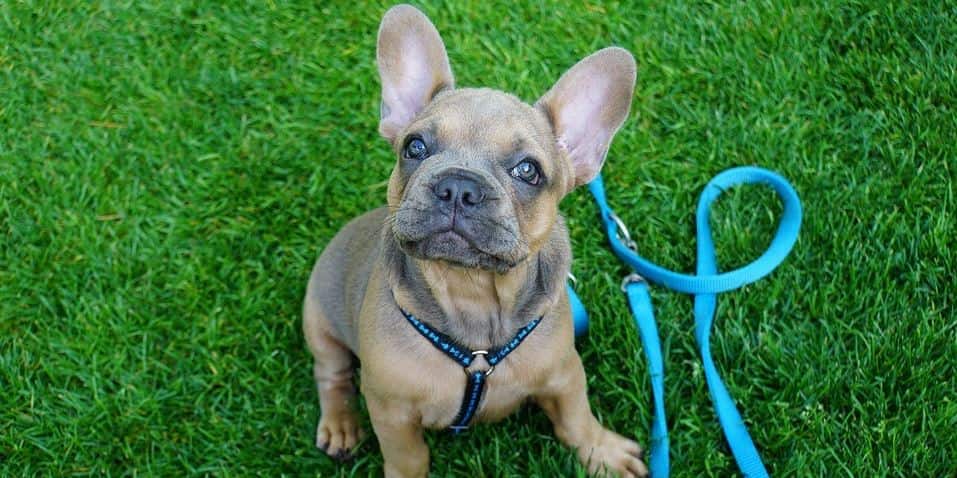 Harnessed Dog Harnessed dog on glass